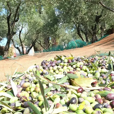Vila Conca D' Oro *